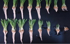 Barley roots exposed to nickel in two types of soil show different responses due to differences in soil chemistry