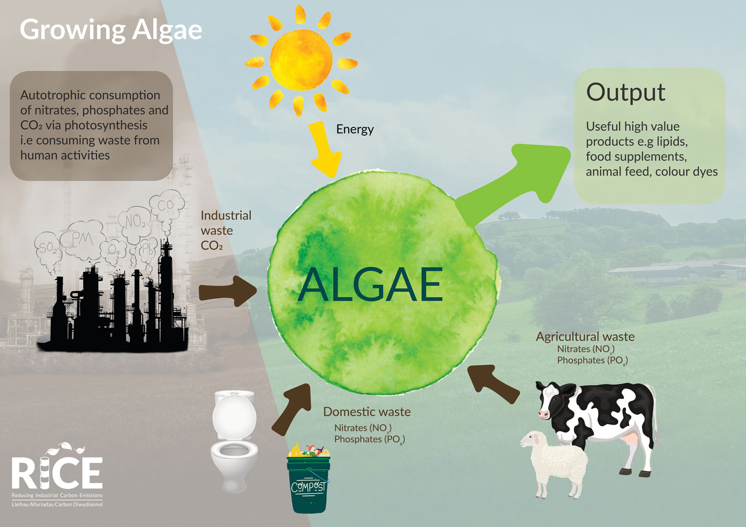 Algae require energy (from the sun or artificial lighting), nutrients, and CO2 to photosynthesise and grow. The CO2 is being taken from the waste emissions of nickel refining and fed into the biorefinery. © 2021 Reducing Industrial Carbon Emissions (RICE)